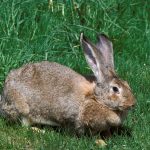 race de lapin geant des flandres