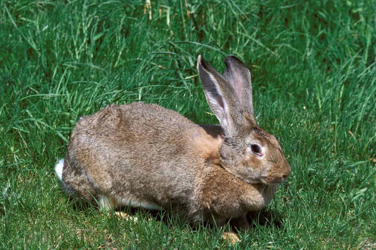 race de lapin geant des flandres